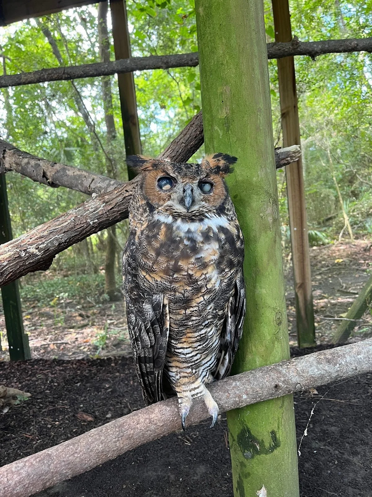 Fern the Great Horned Owl — Magnolia Plantation & Gardens